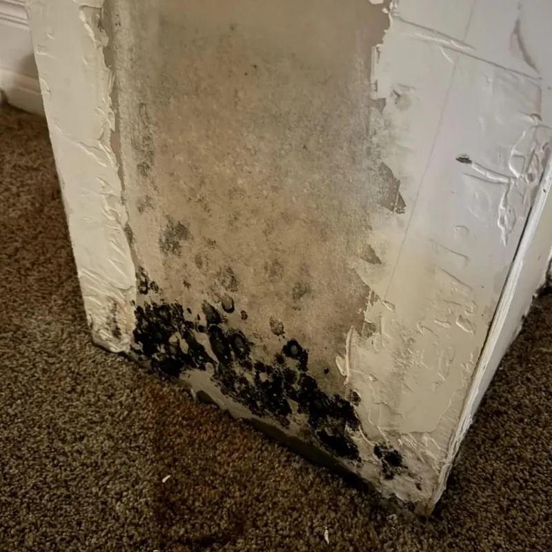 Professional Mold Removal in Webberville, MI